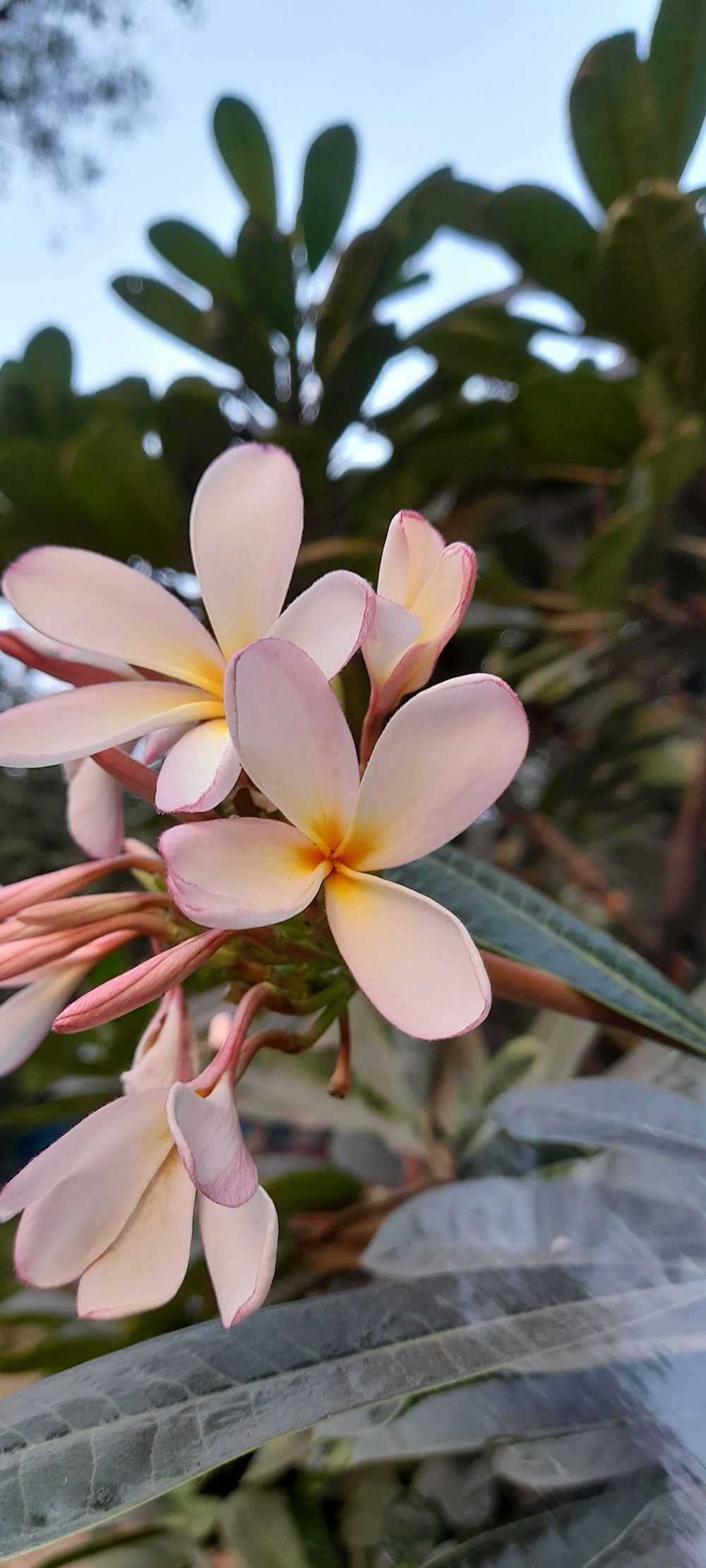 a close up of a flower on a plant