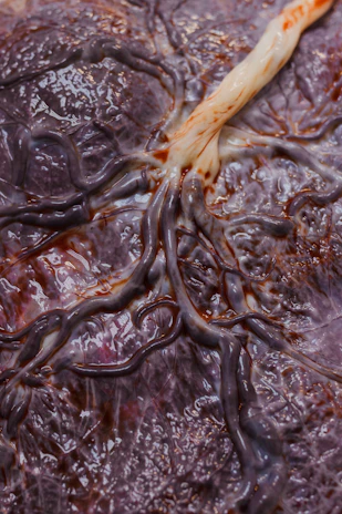 Illustration of blood plasma flowing through vessels, highlighting nutrient and hormone transport.
