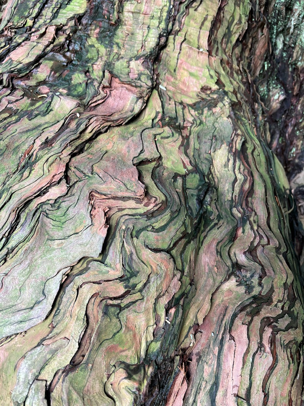 uma visão de perto de um tronco de árvore