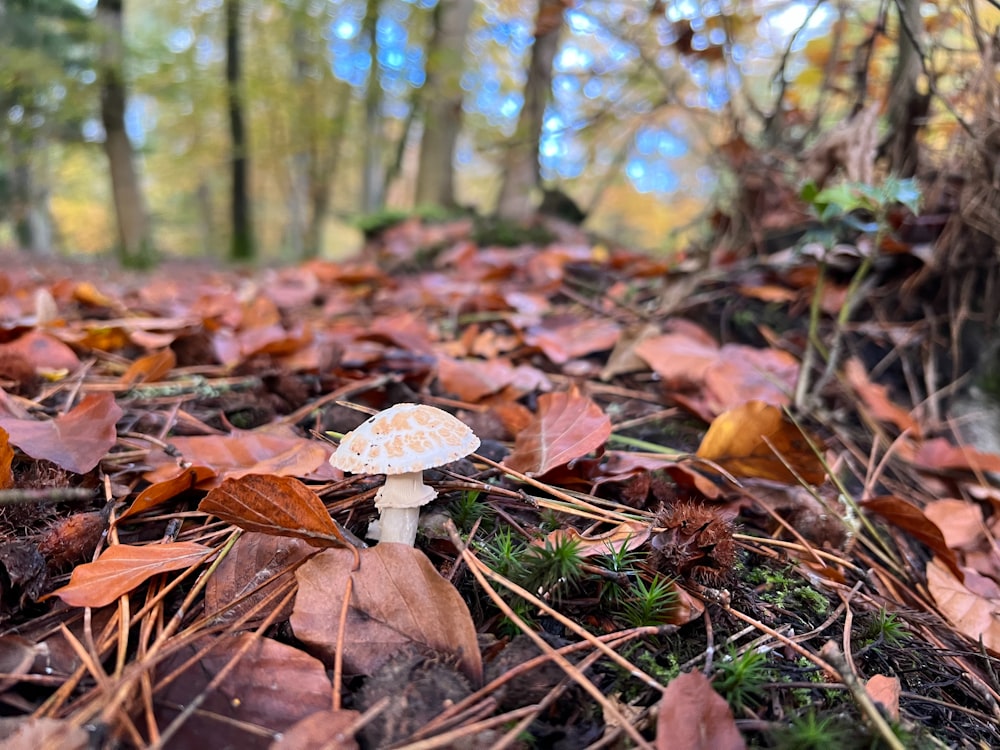 a white mushroom sitting on top of a forest floor