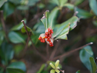 Close-up of vibrant native seeds ready for restoration projects.