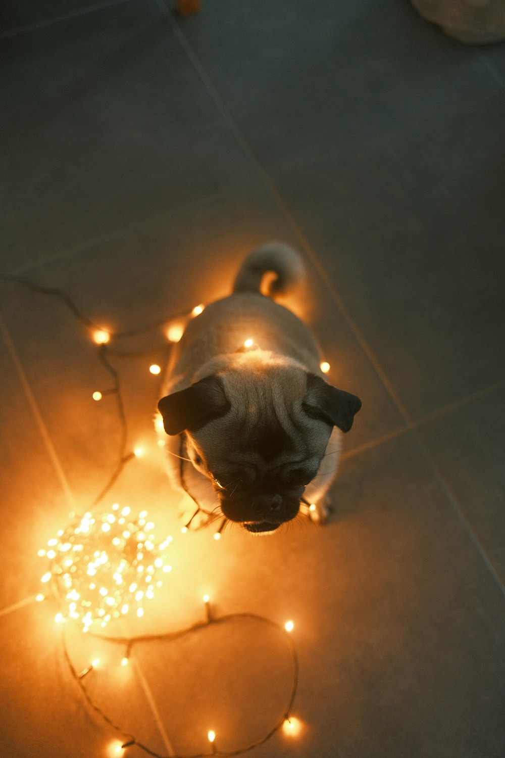 a pug dog standing on a tile floor with a string of lights