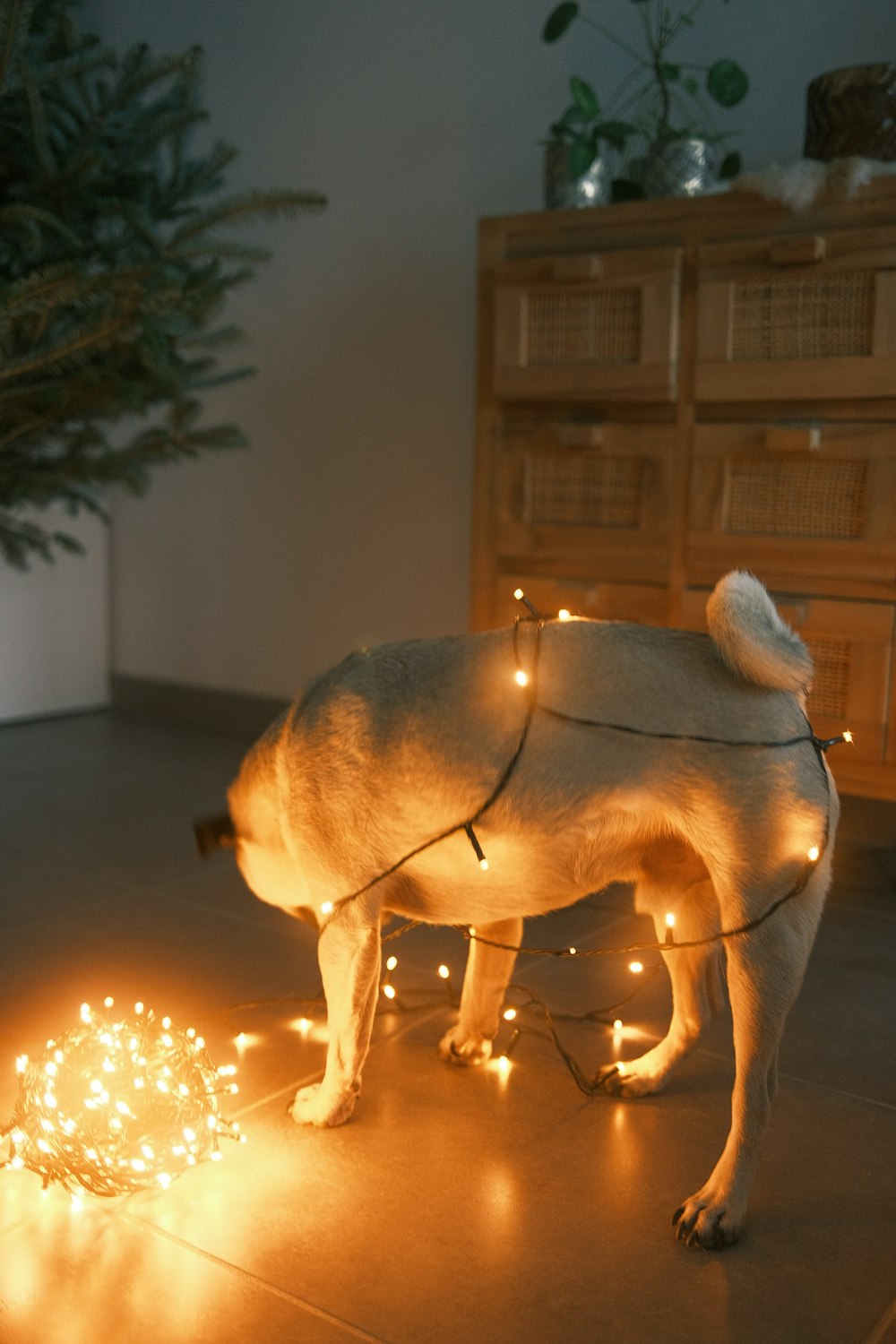 a dog standing on a floor with a string of lights