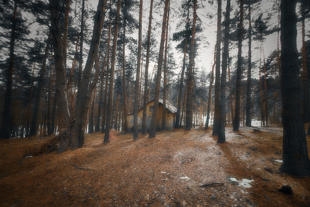 a small cabin in the middle of a forest