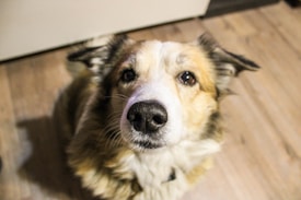 A close-up image of a dog's face looking upward with a curious and attentive expression. The dog has medium-length fur in shades of white, tan, and black, with a black nose and dark eyes. The background is a wooden floor, slightly out of focus.