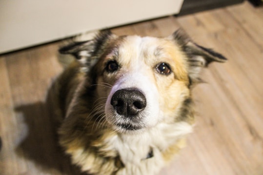 A close-up image of a dog's face looking upward with a curious and attentive expression. The dog has medium-length fur in shades of white, tan, and black, with a black nose and dark eyes. The background is a wooden floor, slightly out of focus.