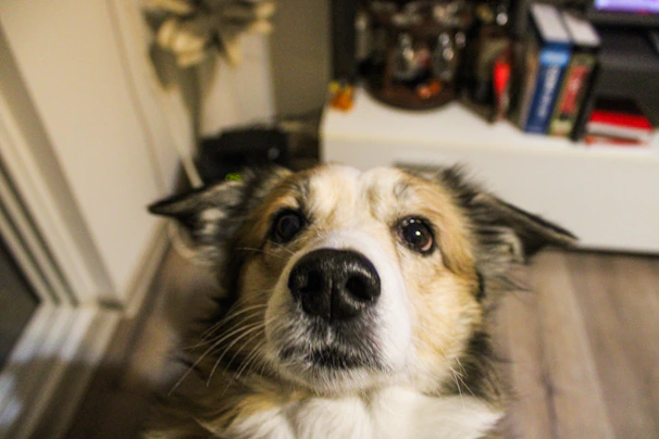 A close-up of a dog's curious eyes surrounded by organic, pastel-colored shapes.