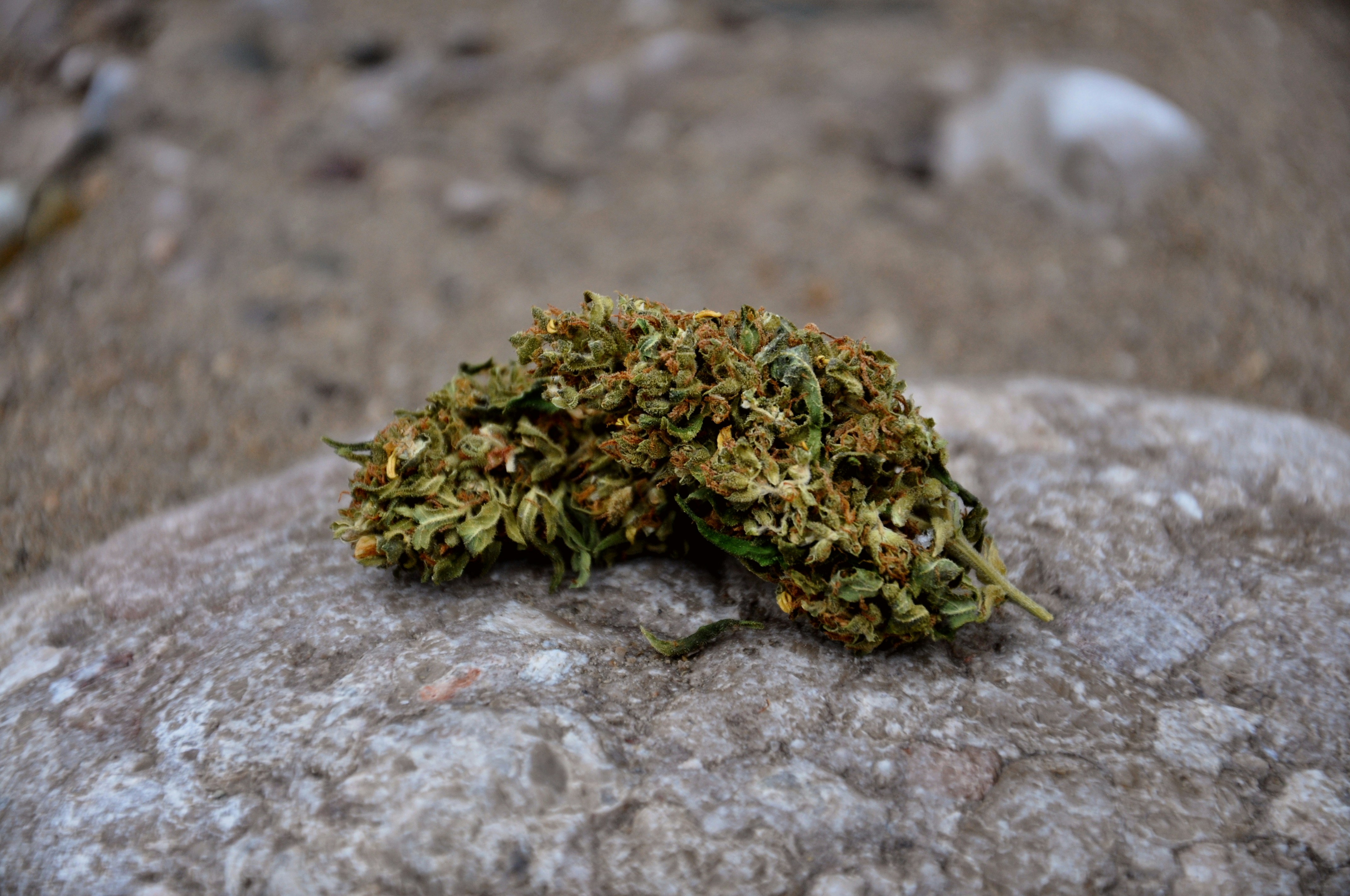 Swiss Cali Terps Hash