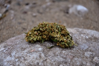 A clump of dried cannabis buds rests on a textured stone surface. The background consists of a blurred sandy terrain, highlighting the intricate details of the cannabis in focus.
