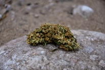 A clump of dried cannabis buds rests on a textured stone surface. The background consists of a blurred sandy terrain, highlighting the intricate details of the cannabis in focus.