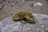 A clump of dried cannabis buds rests on a textured stone surface. The background consists of a blurred sandy terrain, highlighting the intricate details of the cannabis in focus.