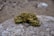 A clump of dried cannabis buds rests on a textured stone surface. The background consists of a blurred sandy terrain, highlighting the intricate details of the cannabis in focus.