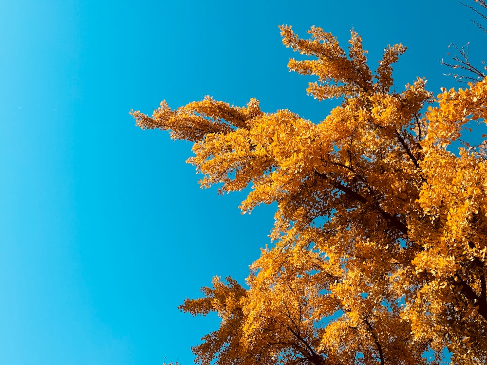 a tree with yellow leaves and a blue sky in the background