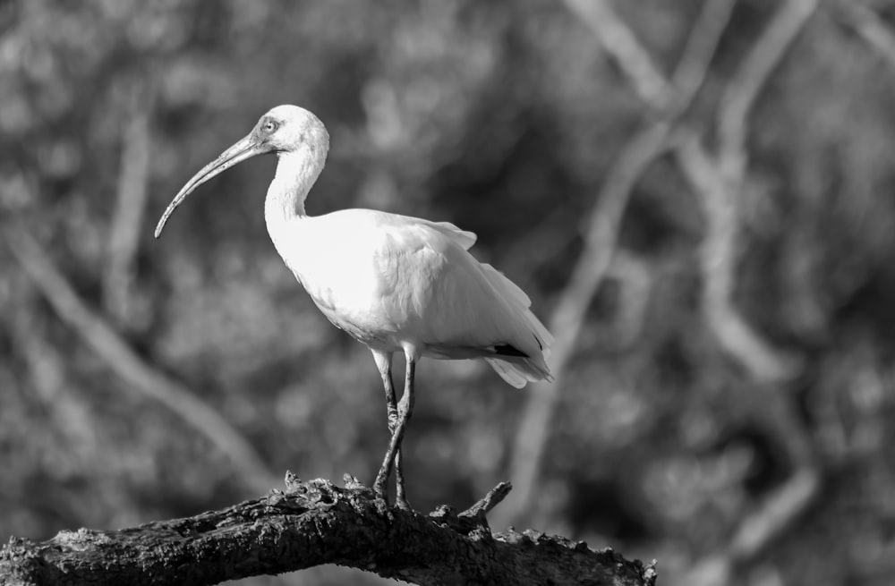 a white bird with a long beak standing on a branch