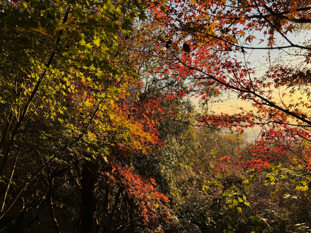 a forest filled with lots of trees covered in leaves