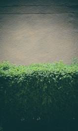 A dense hedge of green leaves stands in front of a textured beige wall with a smooth surface, creating a contrast between nature and urban architecture.