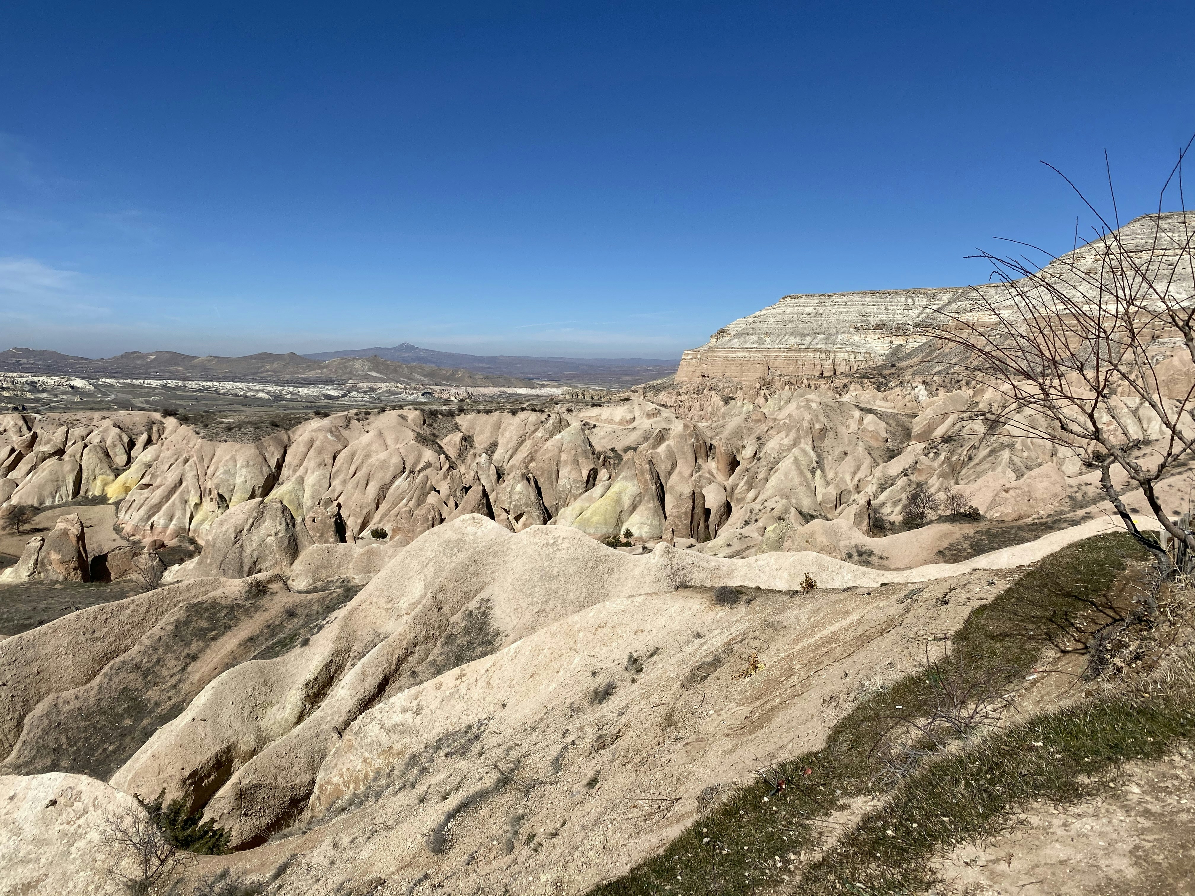 a view of a rocky landscape with a tree in the foreground
