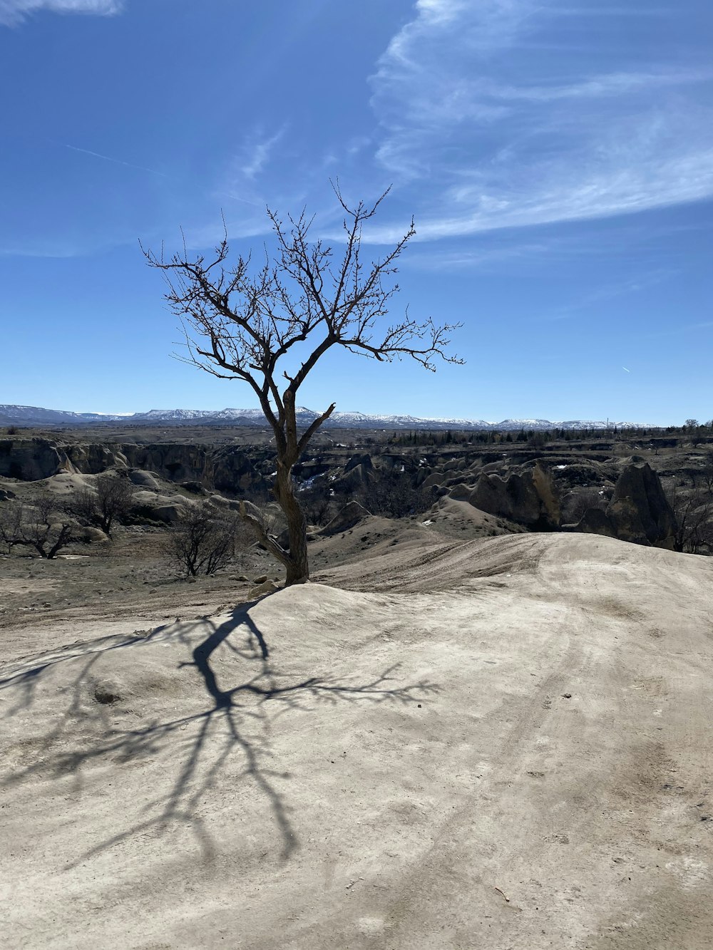 a lone tree casts a shadow on a dirt road