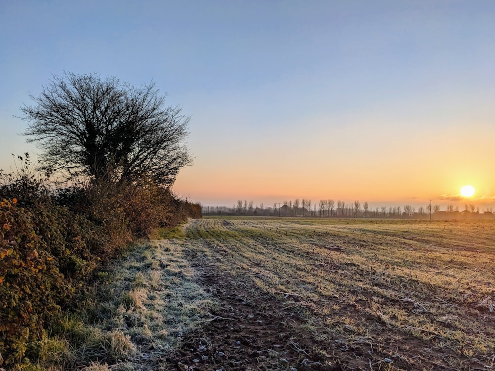 the sun is setting over a field with a tree