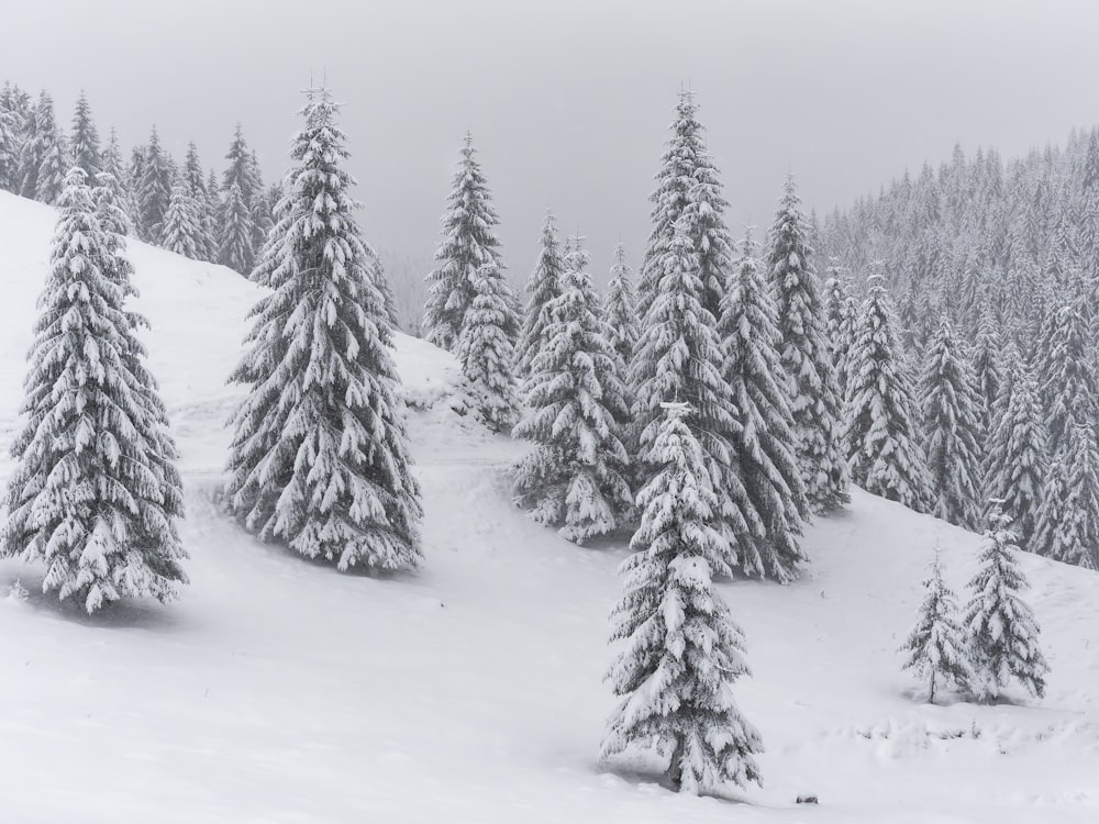 a snow covered mountain with pine trees in the foreground