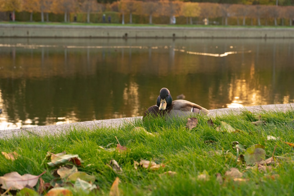 a couple of ducks sitting on top of a lush green field