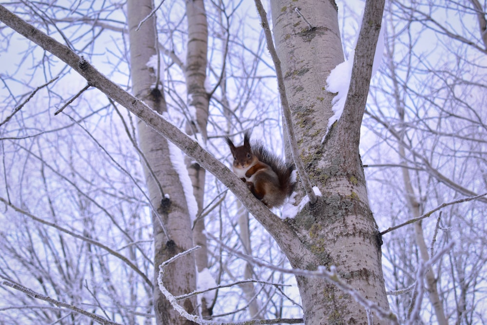 a squirrel is sitting on a tree in the snow