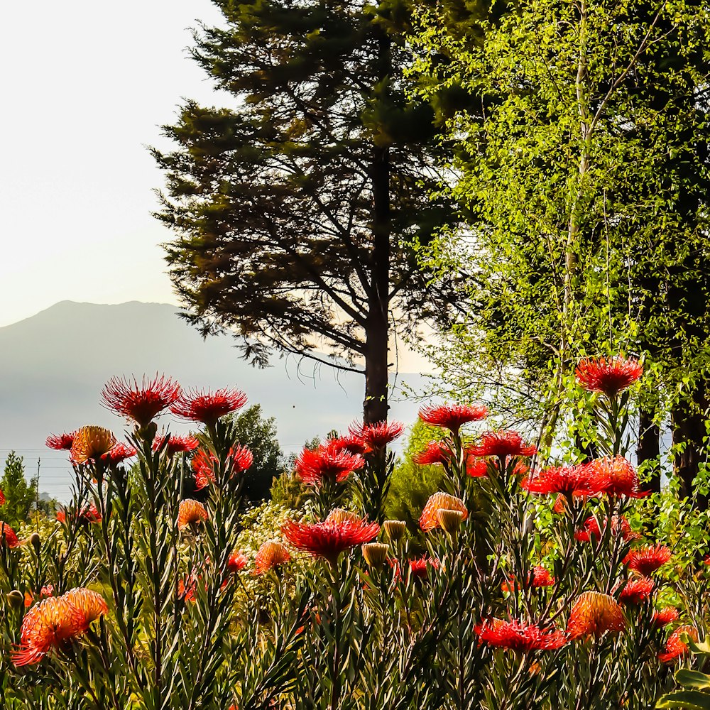 a field of red flowers with a mountain in the background