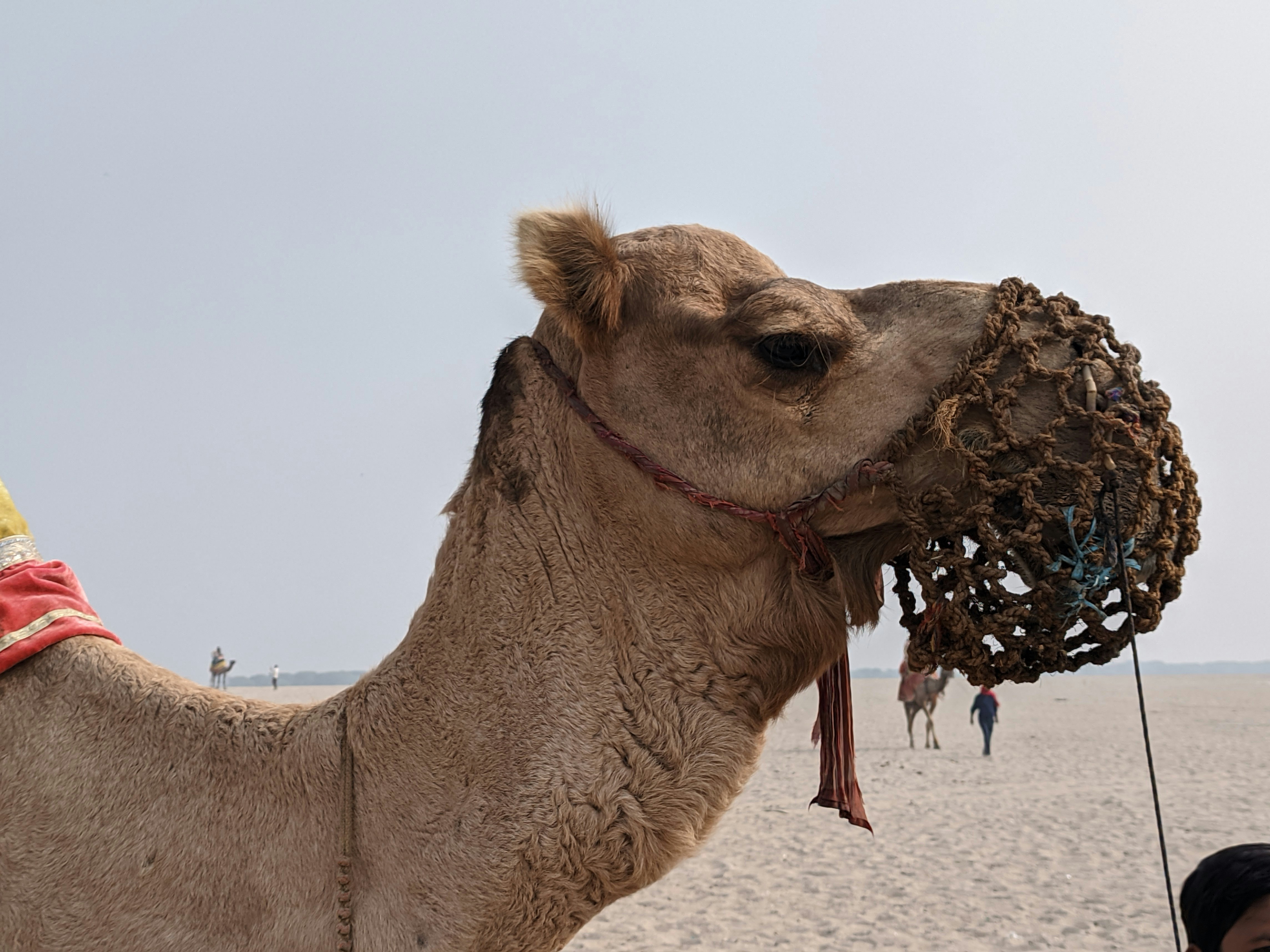 Camel on a beach with people