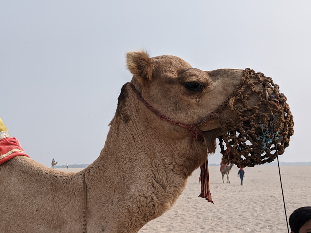 a camel on a beach with people in the background