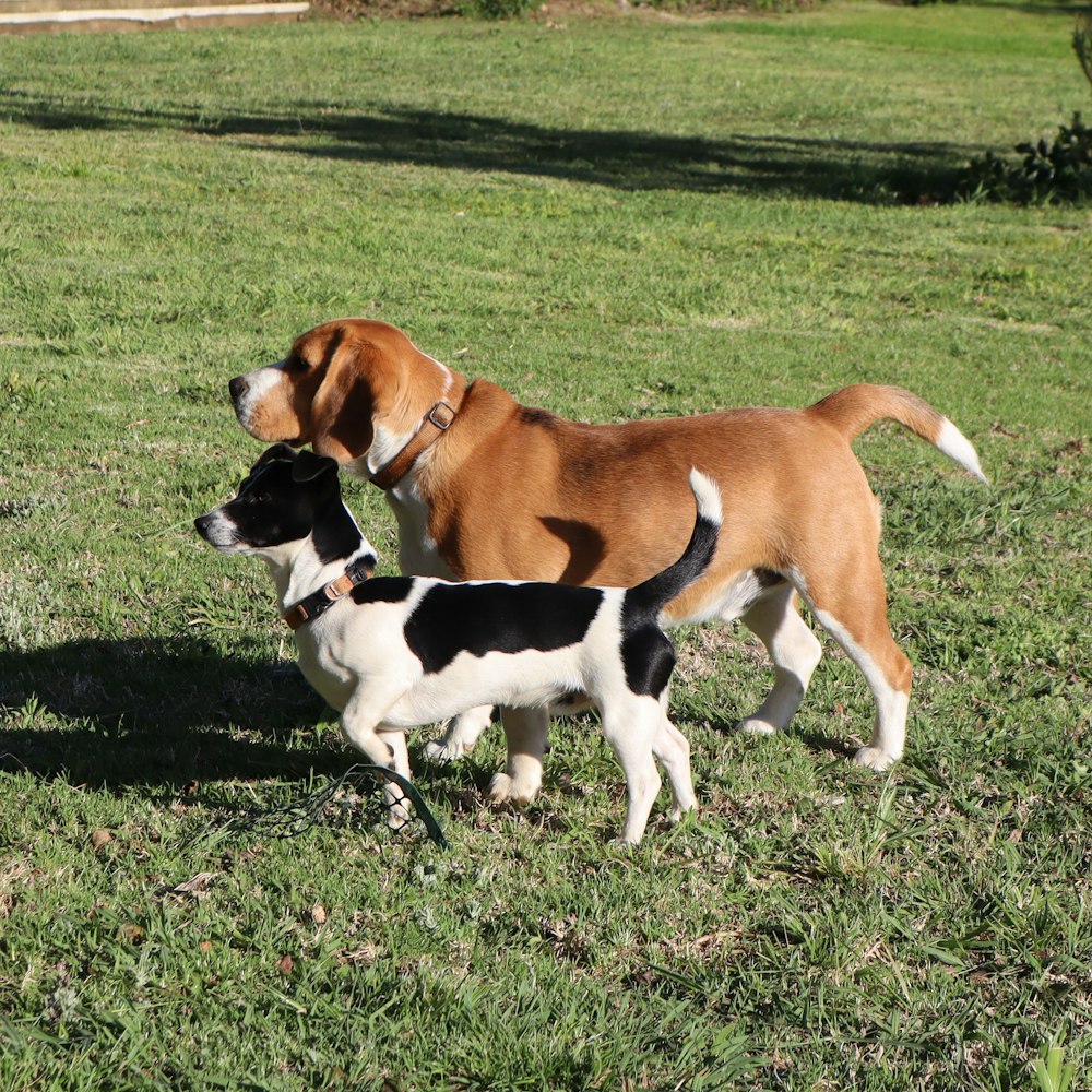 a couple of dogs standing on top of a lush green field