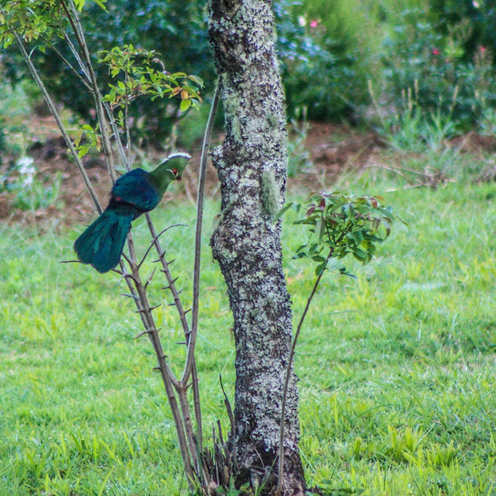 um pássaro azul sentado em cima de uma árvore
