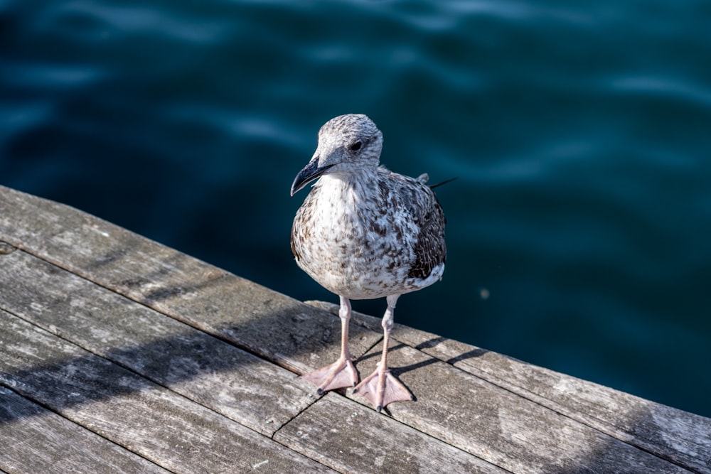 a seagull standing on a dock next to a body of water