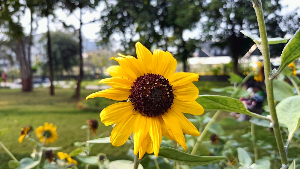 a sunflower in a field of green grass