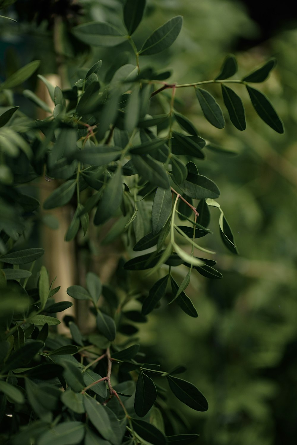 a close up of a tree with green leaves