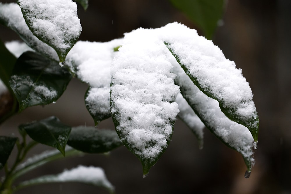 a close up of a snow covered leaf