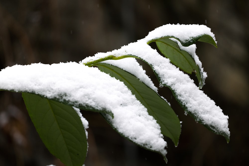 a leaf is covered in snow on a branch