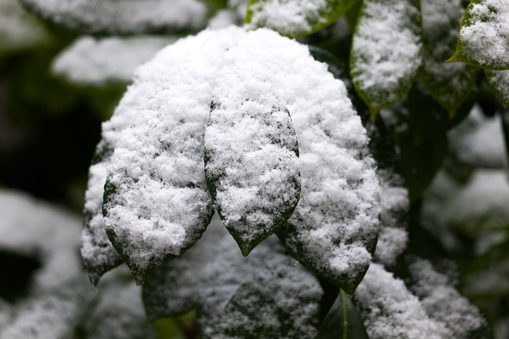 a close up of a snow covered plant