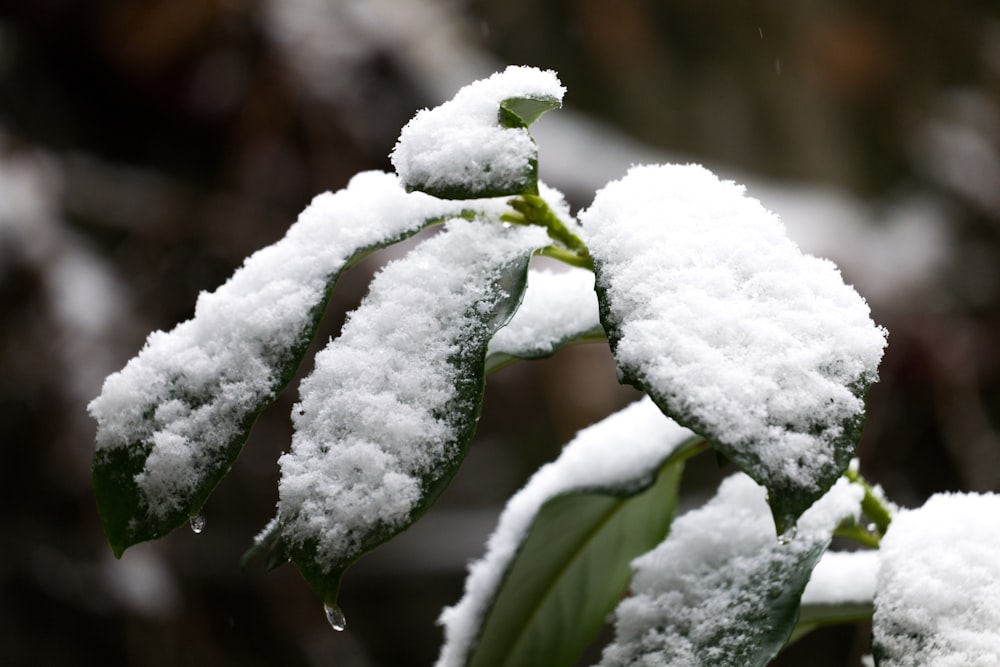 una hoja está cubierta de nieve en una rama