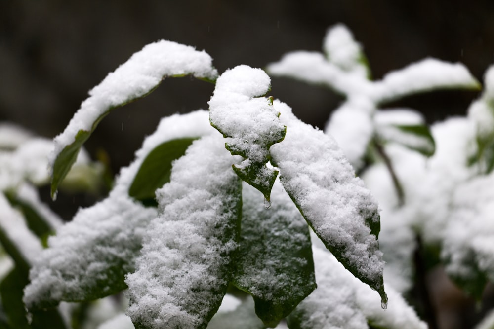 a close up of a snow covered plant