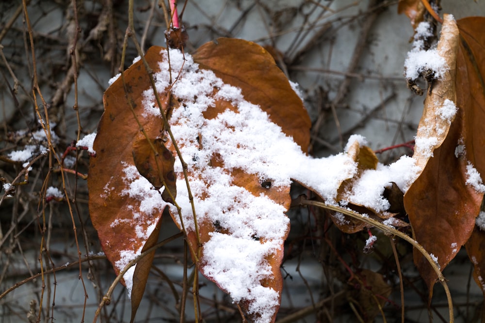 a leaf covered in snow next to a wall