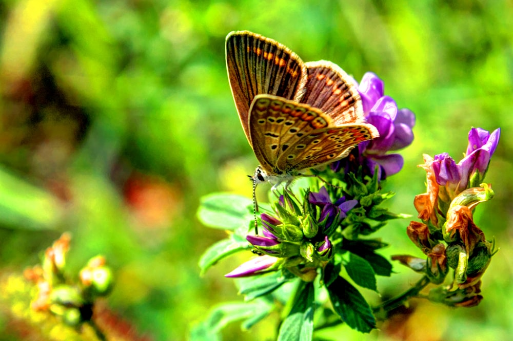 a brown butterfly sitting on a purple flower