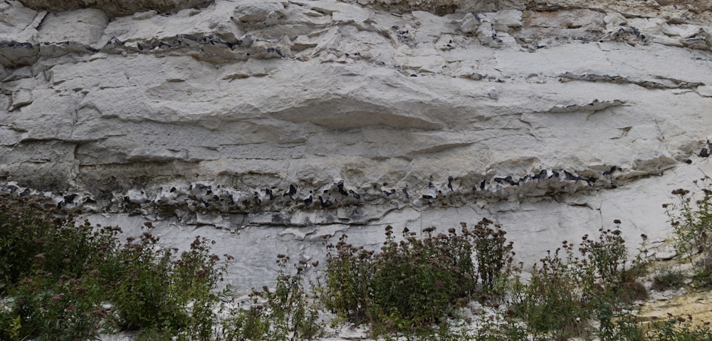 a group of birds sitting on top of a rocky cliff