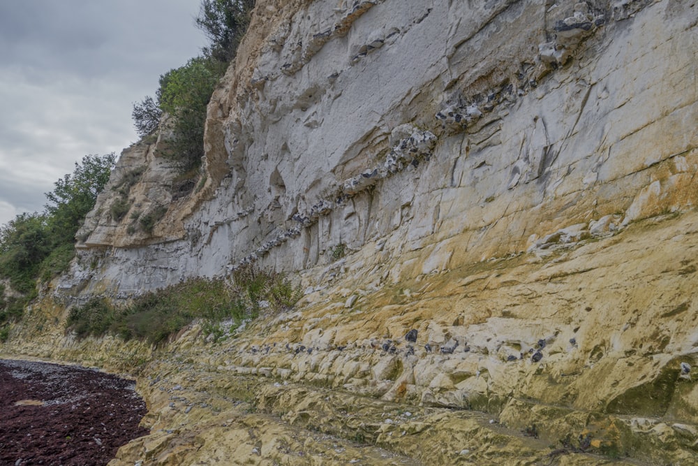 a large cliff with a bunch of birds on it