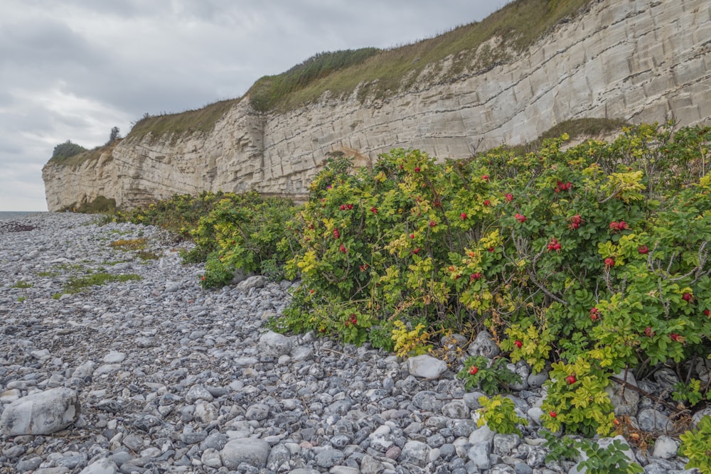 a rocky beach next to a cliff with flowers growing on it