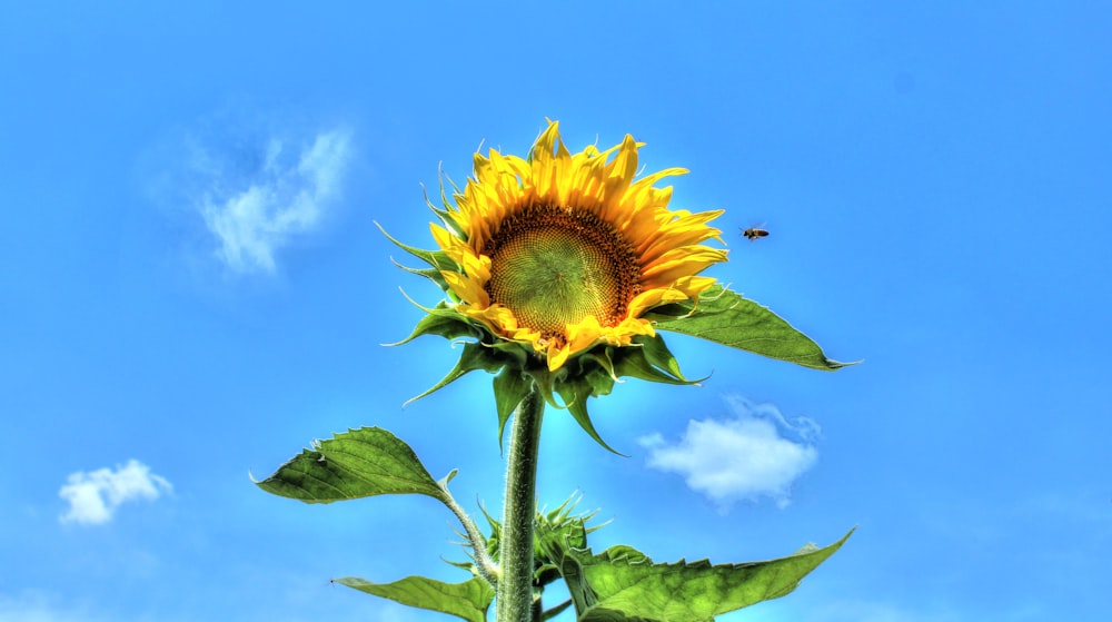 a large sunflower with a bee on a sunny day