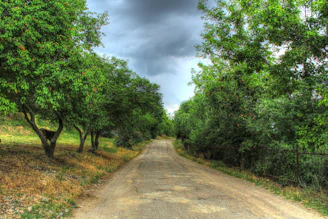 a dirt road surrounded by trees under a cloudy sky