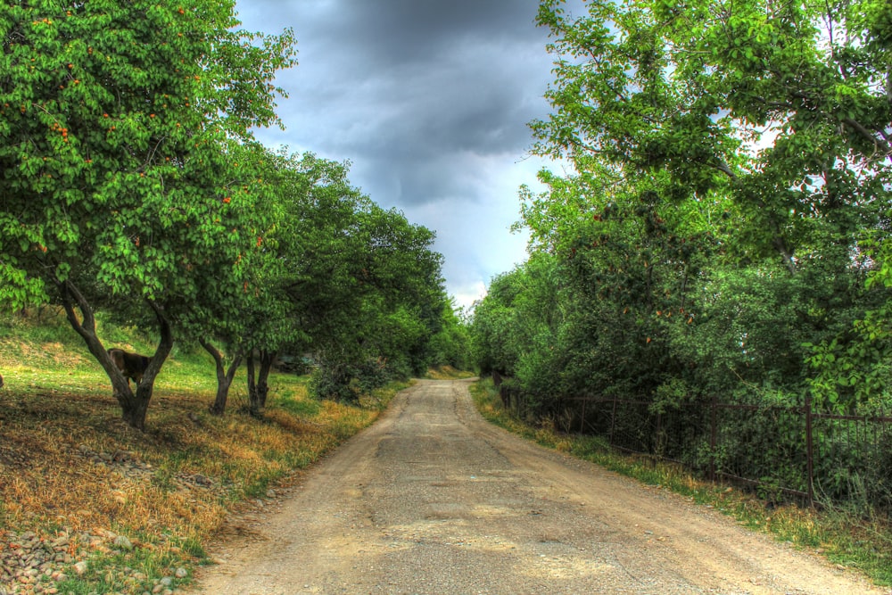 a dirt road surrounded by trees under a cloudy sky