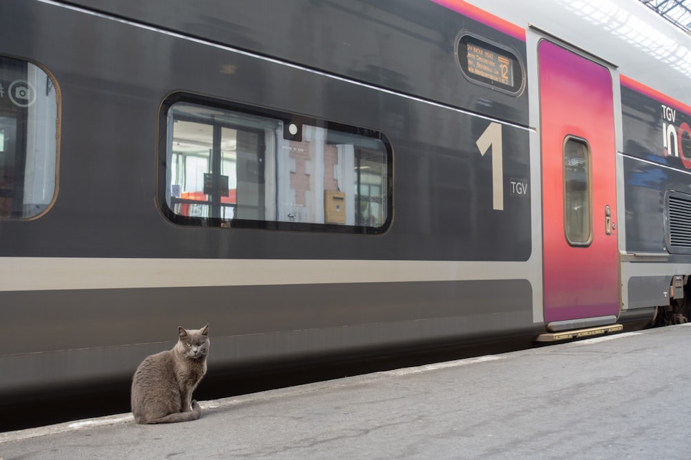a cat sitting on the ground next to a train