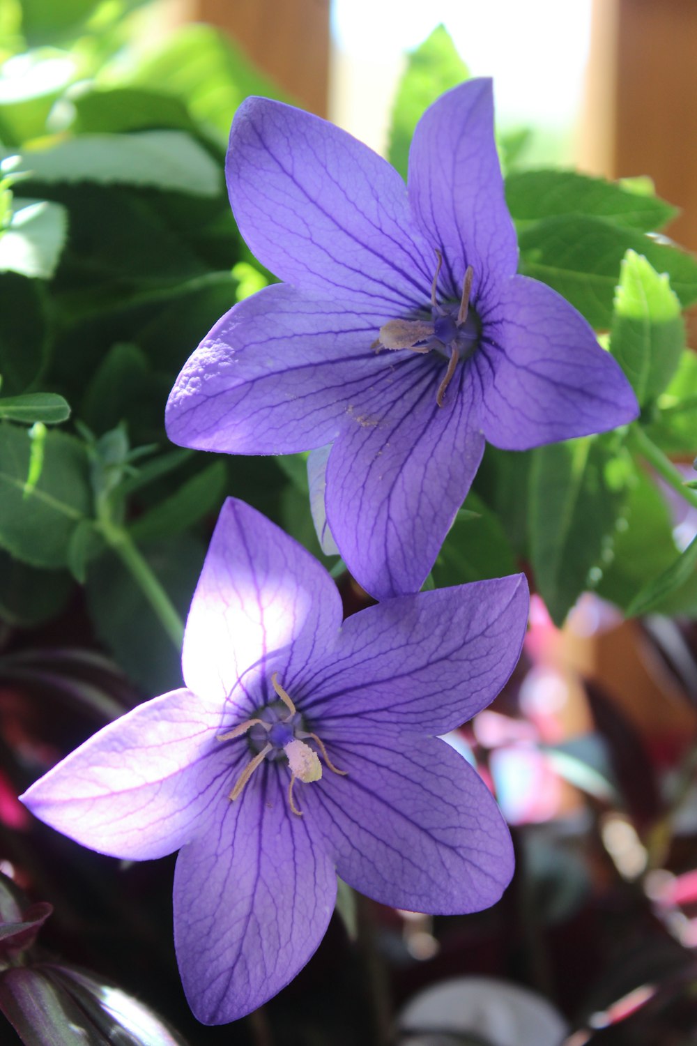 a close up of a plant with purple flowers