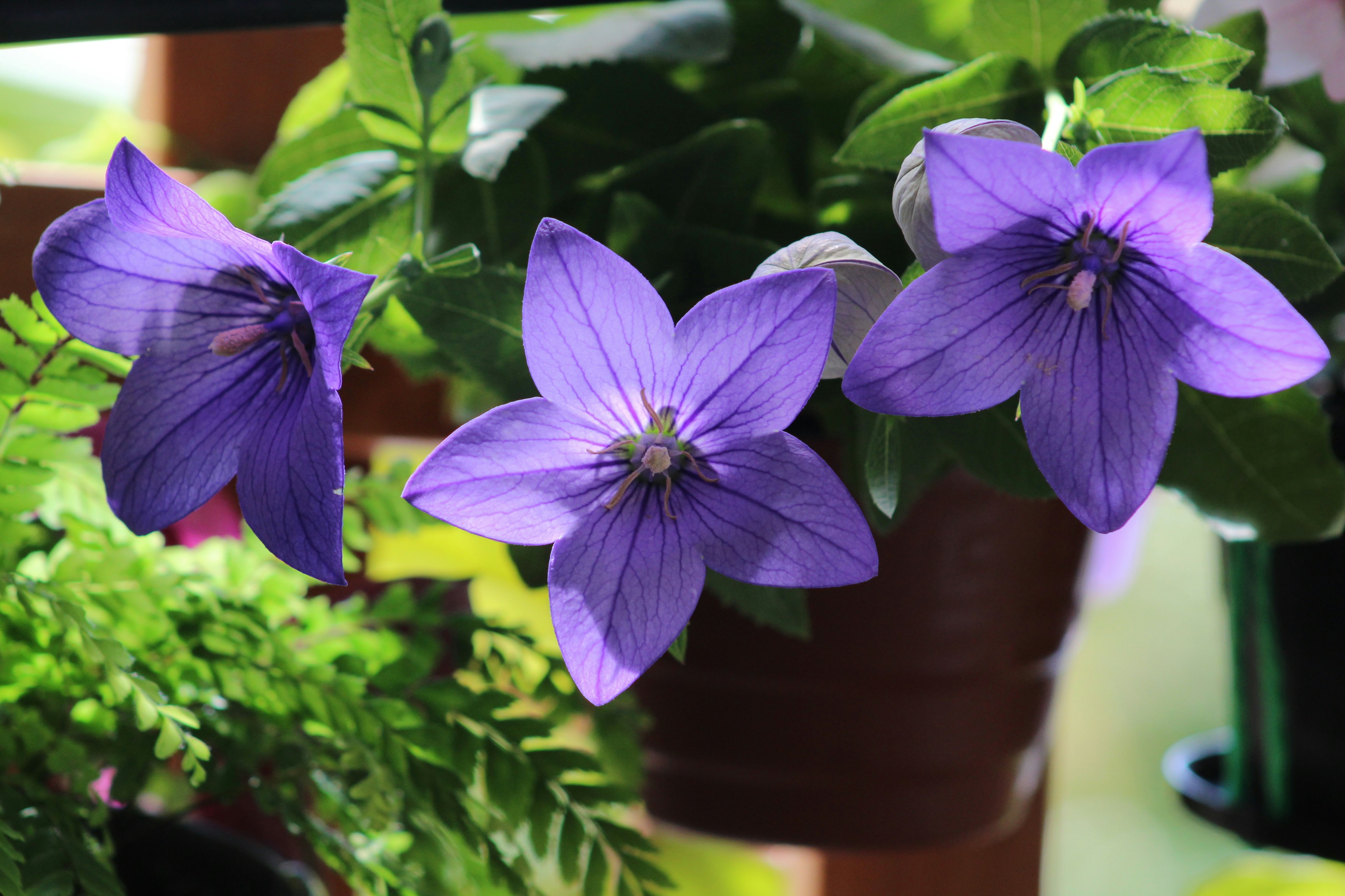 a group of purple flowers sitting next to each other